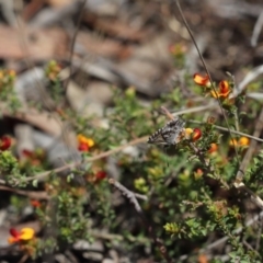 Neolucia agricola (Fringed Heath-blue) at Bruce, ACT - 10 Nov 2017 by PeterR