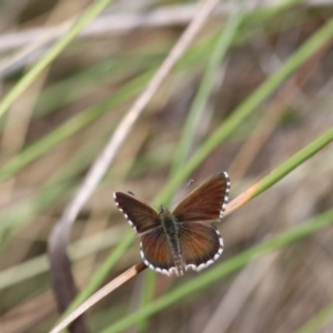 Neolucia agricola at Bruce, ACT - 11 Nov 2017