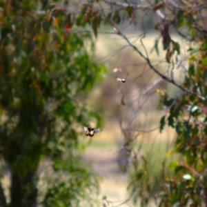 Papilio anactus at Dunlop, ACT - 9 Dec 2017