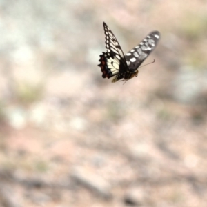 Papilio anactus at Dunlop, ACT - 9 Dec 2017