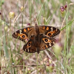 Junonia villida (Meadow Argus) at Gungahlin, ACT - 11 Nov 2017 by PeterR