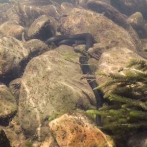 Pseudechis porphyriacus at Cotter River, ACT - 13 Dec 2017