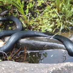 Pseudechis porphyriacus (Red-bellied Black Snake) at Lower Cotter Catchment - 1 Dec 2015 by Jek