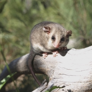 Cercartetus nanus at Rendezvous Creek, ACT - 7 Mar 2008