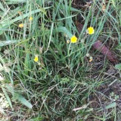 Crepis capillaris at Garran, ACT - 15 Dec 2017 09:38 AM