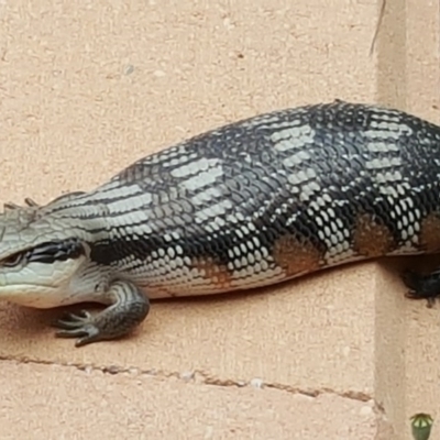 Tiliqua scincoides scincoides (Eastern Blue-tongue) at Isaacs, ACT - 15 Dec 2017 by Mike