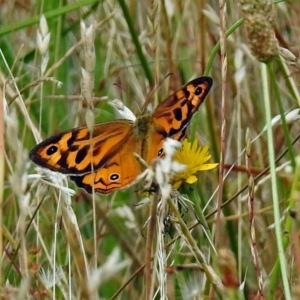 Heteronympha merope at Paddys River, ACT - 14 Dec 2017