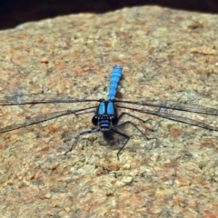 Diphlebia lestoides at Paddys River, ACT - 14 Dec 2017