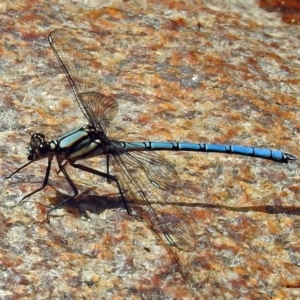 Diphlebia lestoides at Paddys River, ACT - 14 Dec 2017