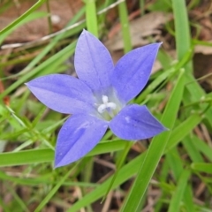 Wahlenbergia sp. (Bluebell) at Paddys River, ACT - 13 Dec 2017 by RodDeb