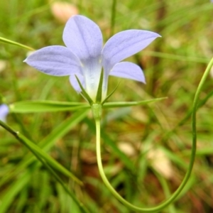 Wahlenbergia sp. at Paddys River, ACT - 14 Dec 2017