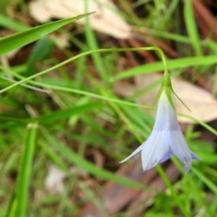 Wahlenbergia sp. at Paddys River, ACT - 14 Dec 2017