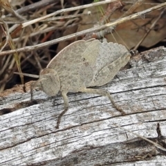 Goniaea australasiae (Gumleaf grasshopper) at Paddys River, ACT - 13 Dec 2017 by RodDeb