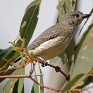 Pachycephala rufiventris at Paddys River, ACT - 14 Dec 2017 12:00 AM