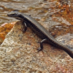 Eulamprus heatwolei at Paddys River, ACT - 14 Dec 2017 10:26 AM