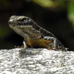 Eulamprus heatwolei at Paddys River, ACT - 14 Dec 2017