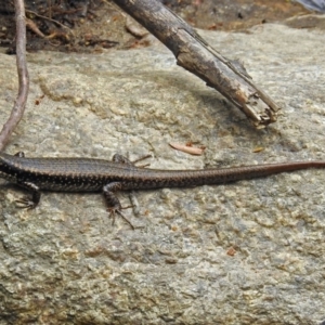 Eulamprus heatwolei at Paddys River, ACT - 14 Dec 2017 10:26 AM