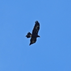 Aquila audax at Tharwa, ACT - 14 Dec 2017