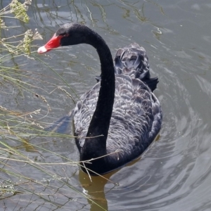 Cygnus atratus at Fyshwick, ACT - 15 Dec 2017 09:48 AM