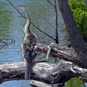 Anhinga novaehollandiae at Fyshwick, ACT - 15 Dec 2017 09:49 AM