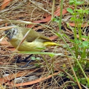 Acanthiza chrysorrhoa at Fyshwick, ACT - 15 Dec 2017 10:50 AM