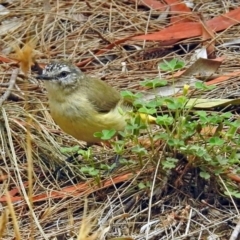 Acanthiza chrysorrhoa at Fyshwick, ACT - 15 Dec 2017 10:50 AM