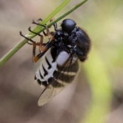 Ogcodes basalis (A hunch-back fly) at Cotter River, ACT - 14 Dec 2017 by JudithRoach