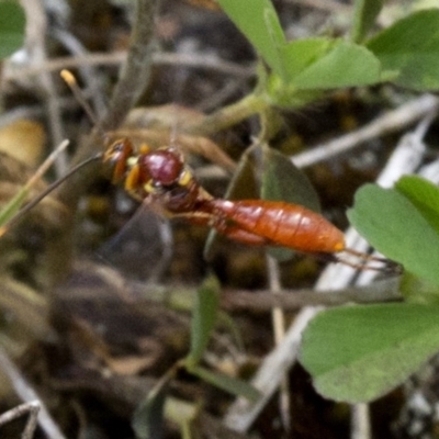 Labium sp. (genus) (An Ichneumon wasp) at Brindabella, ACT - 15 Dec 2017 by JudithRoach