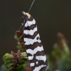 Technitis amoenana (A tortrix or leafroller moth) at Bimberi Nature Reserve - 15 Dec 2017 by JudithRoach