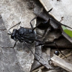 Acanthinevania sp. (genus) (Hatchet wasp) at Bimberi Nature Reserve - 15 Dec 2017 by JudithRoach