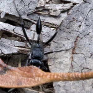 Acanthinevania sp. (genus) at Bimberi Nature Reserve - 15 Dec 2017 03:14 PM