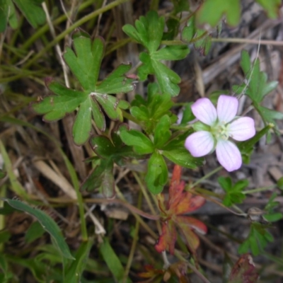 Geranium potentilloides (Soft Crane's-bill) at Wamboin, NSW - 19 Nov 2017 by JanetRussell