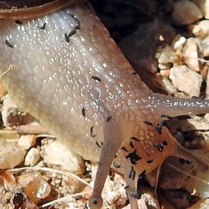 Hypogastrura sp. (genus) at Fyshwick, ACT - 15 Dec 2017 09:35 AM