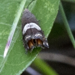 Grapholita zapyrana (A tortrix moth) at Brindabella, ACT - 15 Dec 2017 by JudithRoach