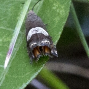 Grapholita zapyrana at Brindabella, ACT - 15 Dec 2017 03:14 PM