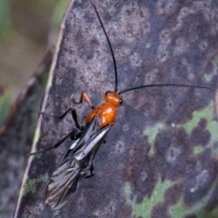 Braconidae (family) (Unidentified braconid wasp) at Bimberi Nature Reserve - 15 Dec 2017 by JudithRoach