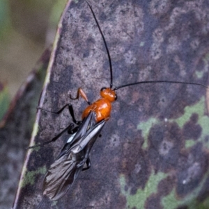 Braconidae (family) at Brindabella, ACT - 15 Dec 2017 03:30 PM