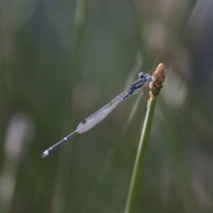 Austrolestes leda (Wandering Ringtail) at Michelago, NSW - 9 Dec 2017 by Illilanga