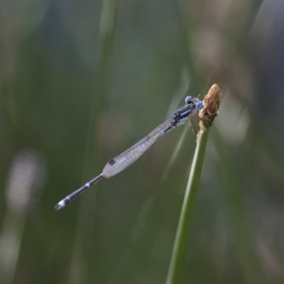 Austrolestes leda (Wandering Ringtail) at Michelago, NSW - 9 Dec 2017 by Illilanga