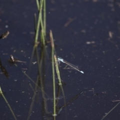 Ischnura heterosticta at Michelago, NSW - 9 Dec 2017