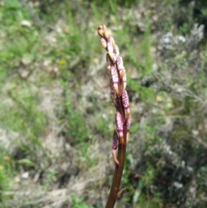 Dipodium sp. at Deakin, ACT - 15 Dec 2017