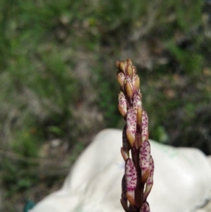 Dipodium sp. at Deakin, ACT - 15 Dec 2017