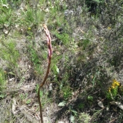 Dipodium sp. at Deakin, ACT - 15 Dec 2017