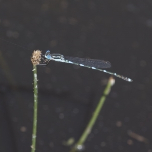 Austrolestes leda at Michelago, NSW - 22 Nov 2017 02:50 PM
