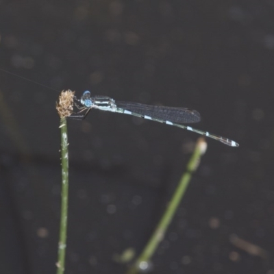 Austrolestes leda (Wandering Ringtail) at Michelago, NSW - 22 Nov 2017 by Illilanga