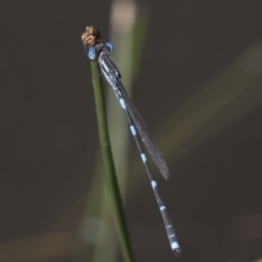 Austrolestes leda at Michelago, NSW - 22 Nov 2017