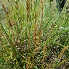 Festuca arundinacea (Tall Fescue) at Griffith, ACT - 15 Dec 2017 by ianandlibby1