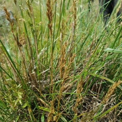 Lolium arundinaceum (Tall Fescue) at Griffith, ACT - 15 Dec 2017 by ianandlibby1