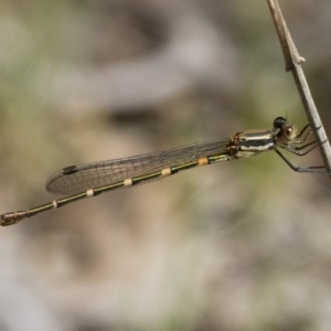 Austrolestes leda at Michelago, NSW - 12 Nov 2017