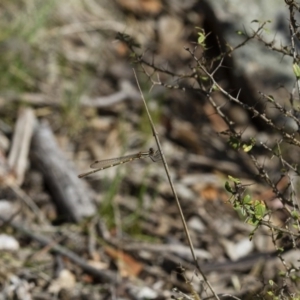 Austrolestes leda at Michelago, NSW - 12 Nov 2017